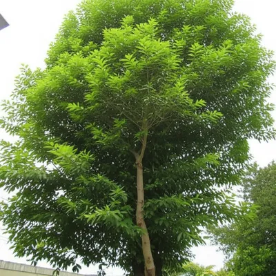 Hình ảnh minh họa accession - Ảnh 1