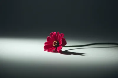 Illustration lost - Image 1