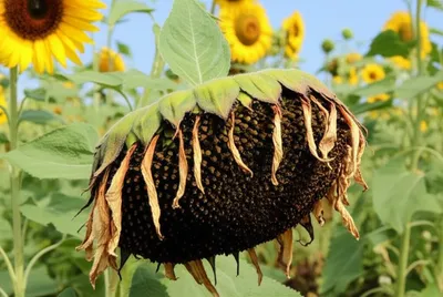 Illustration weak - Image 1