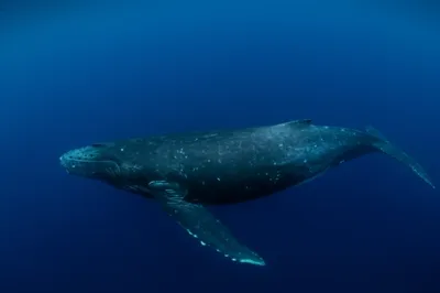 Illustration speck - Image 1