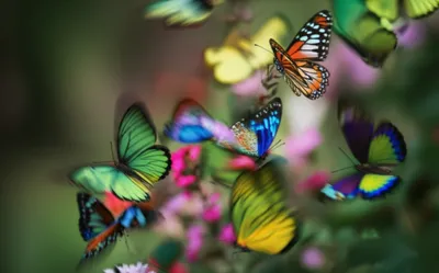 Illustration flutter - Image 1