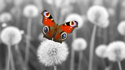 Illustration peculiar - Image 1