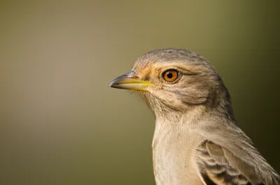 Illustration culmen - Image 1