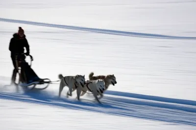 Illustration mushed - Image 1