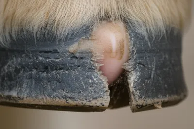 Illustration hoof - Image 1