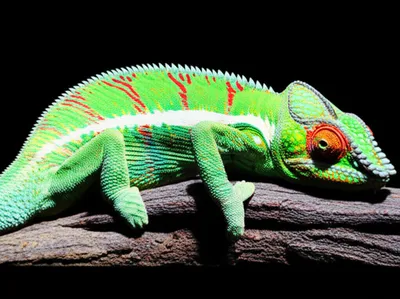 Illustration assimilate - Image 1