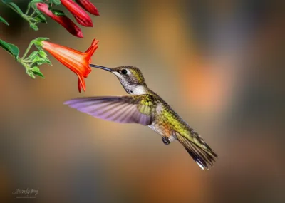 Illustration mo - Image 1