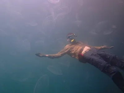 Illustration dives - Image 2