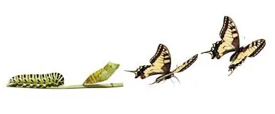 Illustration conversion - Image 2