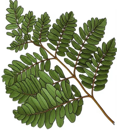 Illustration bipinnate