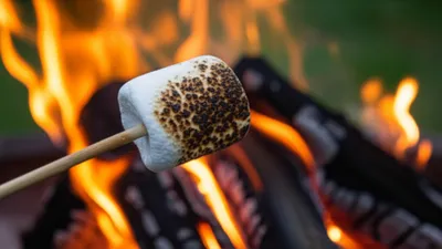 Illustration singes - Image 1