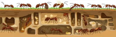 Illustration ants - Image 2