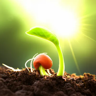 Illustration germinal - Image 1