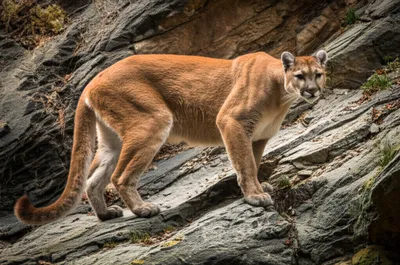 Illustration puma - Image 1