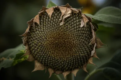 Illustration tore - Image 1