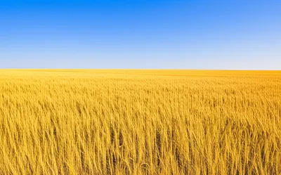 Illustration opens - Image 1