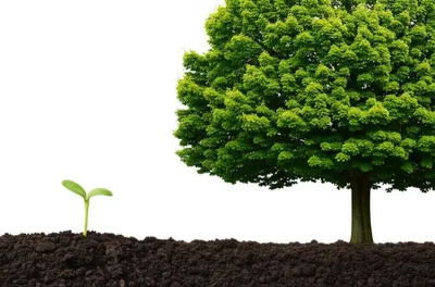 Illustration mount - Image 1