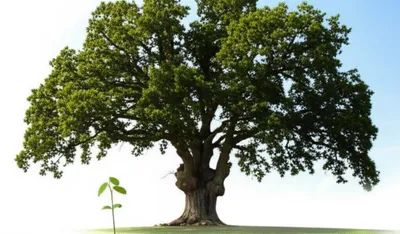 Illustration puny - Image 1