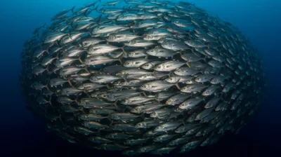 Hình ảnh minh họa tons - Ảnh 1