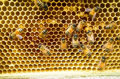 Illustration beehive - Image 1