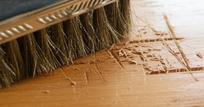 Illustration shag - Image 1