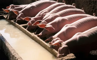 Illustration slops - Image 1