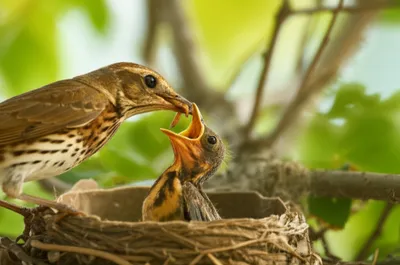 Illustration fed - Image 1