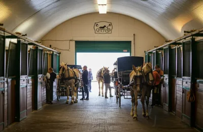 Illustration livery - Image 1