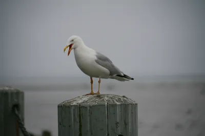 Illustration mow - Image 1