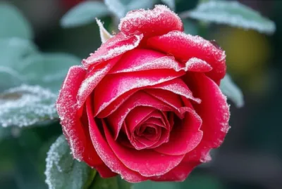 Illustration frost - Image 1