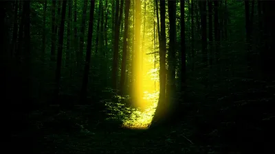 Illustration throughout