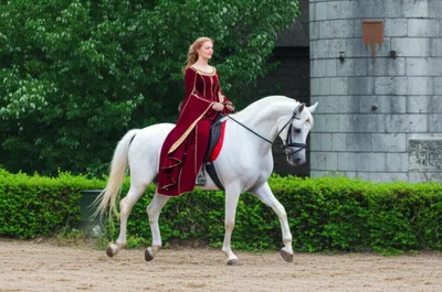 Illustration palfrey