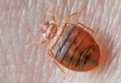 Illustration bedbug - Image 2