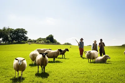 Illustration pastoral