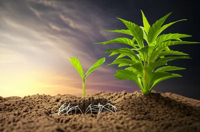 Illustration colonisation