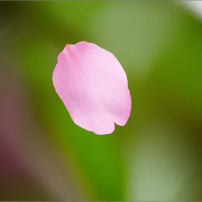 Illustration momentary