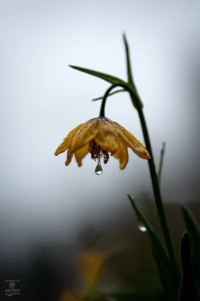 Illustration submitting - Image 1