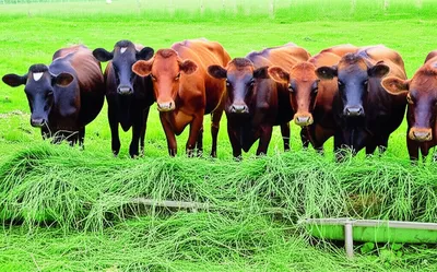 Illustration stalling - Image 1