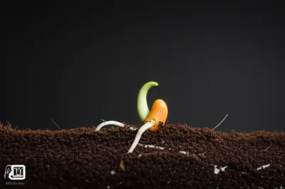 Illustration incipient - Image 1