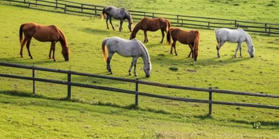 Illustration paddocked - Image 1