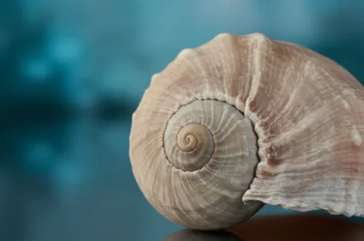 Illustration scrolls - Image 1