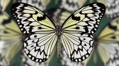 Illustration particular - Image 1