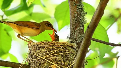 Illustration feeding - Image 1