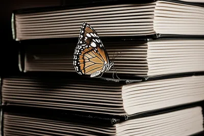 Illustration frivolous - Image 1