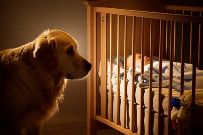 Illustration guarded