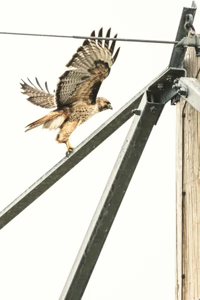 Illustration accipiter