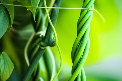 Illustration braces - Image 1