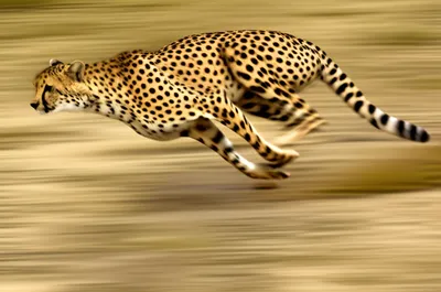 Illustration supercharged - Image 1