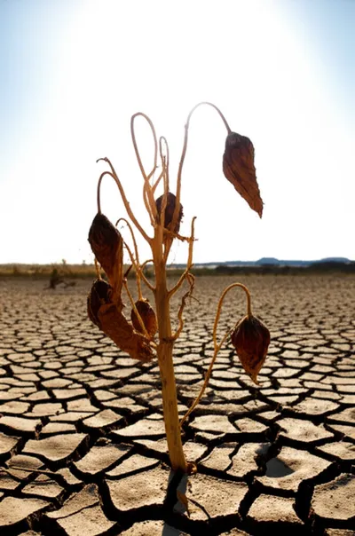 Illustration dehydrated - Image 2