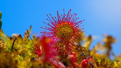 Illustration sundew - Image 2